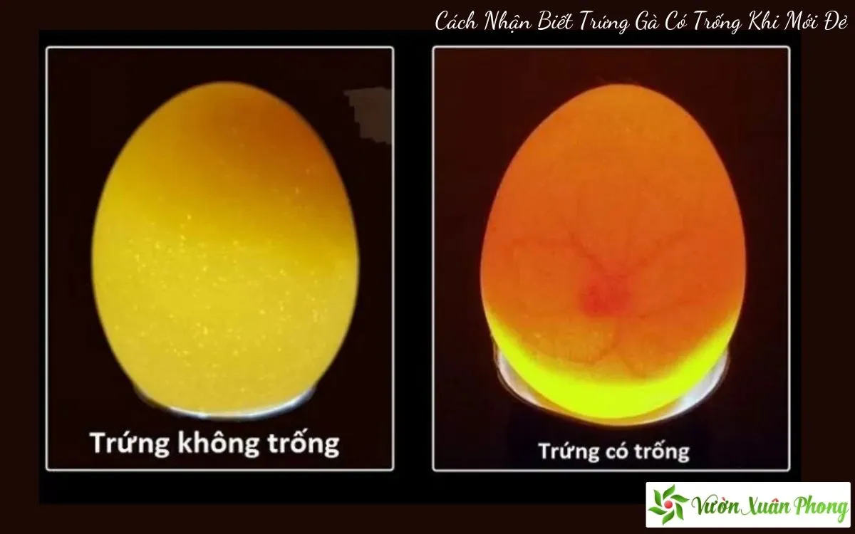 Cach Nhan Biet Trung Ga Co Trong Khi Moi Đe